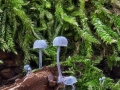 Mycena_pseudocorticola.jpg