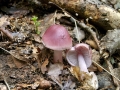 Mycena_rosea.jpg