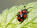 Mycetina_cruciata.jpg