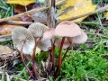 Mycetinis scorodonius