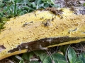Mycoacia_livida.jpg