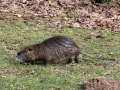 Myocastor coypus