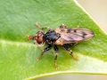 Myopa tessellatipennis