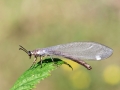 Myrmeleon_formicarius.jpg