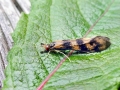 Mystacides_longicornis.jpg