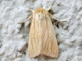 Mythimna_pallens.jpg