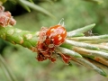 Myzia oblongoguttata