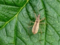 Nabis rugosus