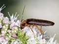 Nacerdes_carniolica.jpg