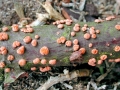 Nectria cinnabarina
