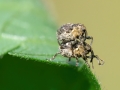 Nedyus_quadrimaculatus.jpg