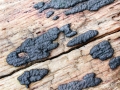 Nemania aenea var. macrospora