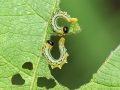 Nematus_28Pteronidea29_pavidus_Larven.jpg