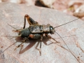 Nemobius_sylvestris.jpg