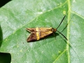  Nemophora degeerella Artkomplex