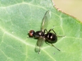 Nemopoda nitidula