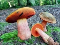 Neoboletus luridiformis var. luridiformis