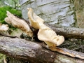 Neofavolus suavissimus