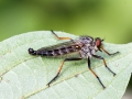 Neoitamus cyanurus
