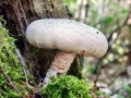 Neolentinus lepideus