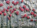 Neonectria coccinea (reife Form)