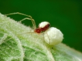 Neottiura_bimaculata_Weibchen.jpg