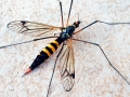 Nephrotoma_crocata_Weibchen.jpg