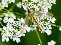 Nephrotoma_flavescens.jpg