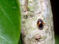Nephus quadrimaculatus