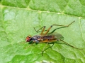 Neria_cibaria.jpg