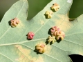 Neuroterus_albipes_reflexus_parth.jpg