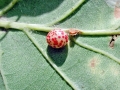 Neuroterus_anthracinus_parth.jpg