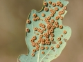 Neuroterus_numismalis_parth.jpg