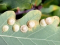 Neuroterus_quercusbaccarum_parth.jpg