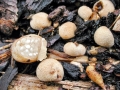 Nidularia deformis