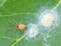 Nigma flavescens