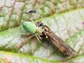 Nigma walckenaeri