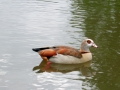 Nilgans