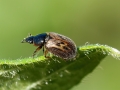 Nimbus contaminatus