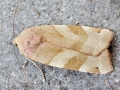 Noctua fimbriata