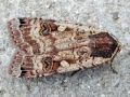 Noctua pronuba