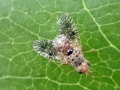 Noeeta pupillata