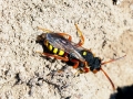 Nomada_bifasciata_Weibchen.jpg