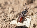 Nomada fabriciana