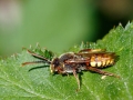 Nomada_flava.jpg