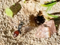 Nomada_fuscicornis_Weibchen.jpg