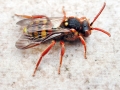 Nomada lathburiana