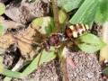 Nomada ruficornis
