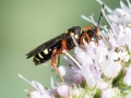 Nomada rufipes