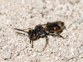 Nomada_sheppardana.jpg